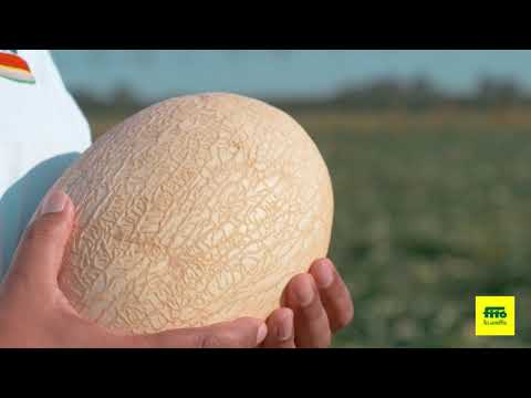 Melón sostenido en la mano durante la grabación de la campaña de Melones Fitó